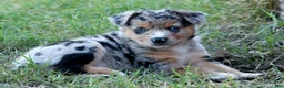 Miniature Australian Shepherd dogs for sale: Miniature Australian Shepherd 3 - Ad 4