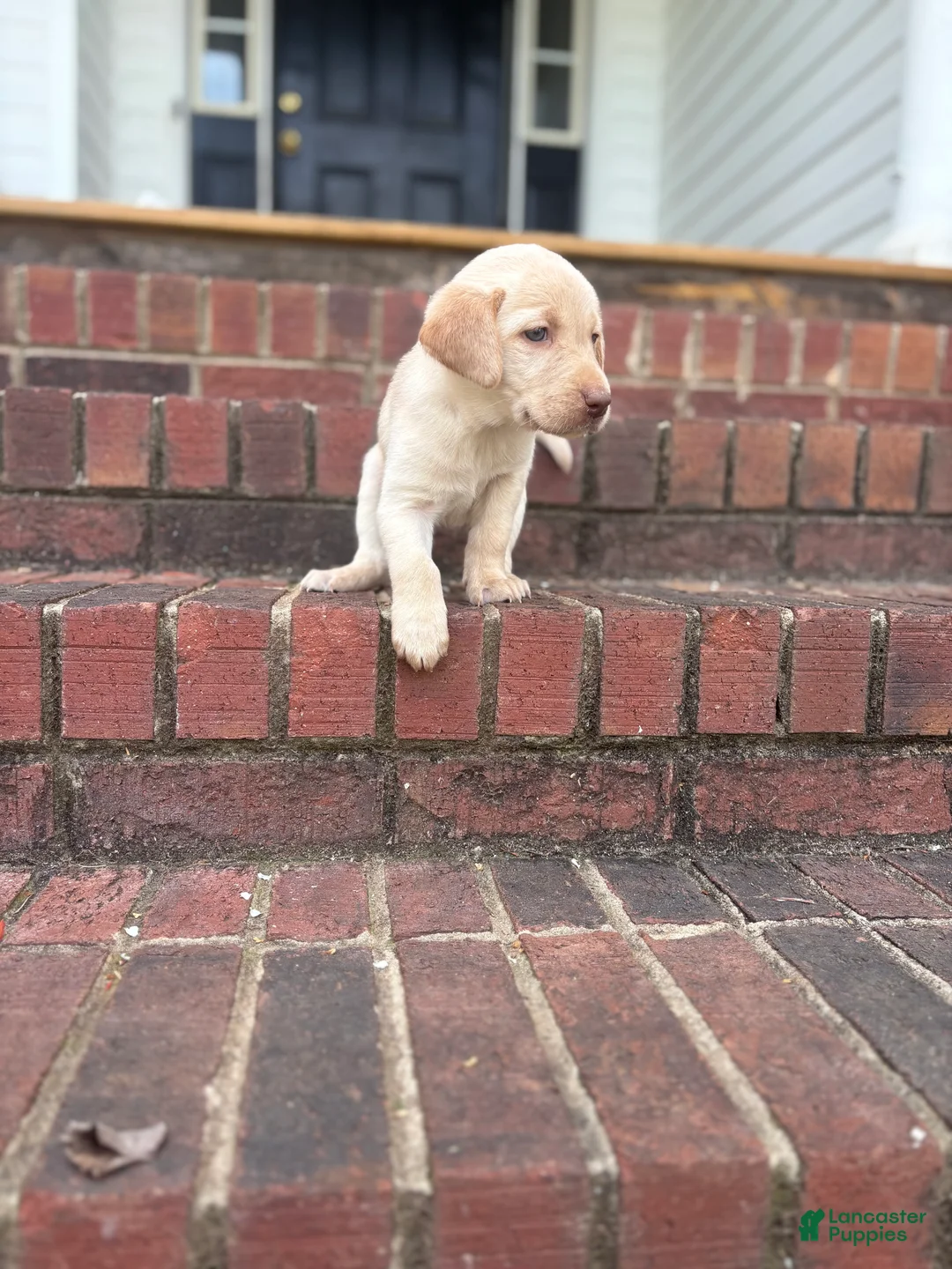 Labrador Retriever dogs for sale: Labrador Retriever Puppy 3 - Ad 2
