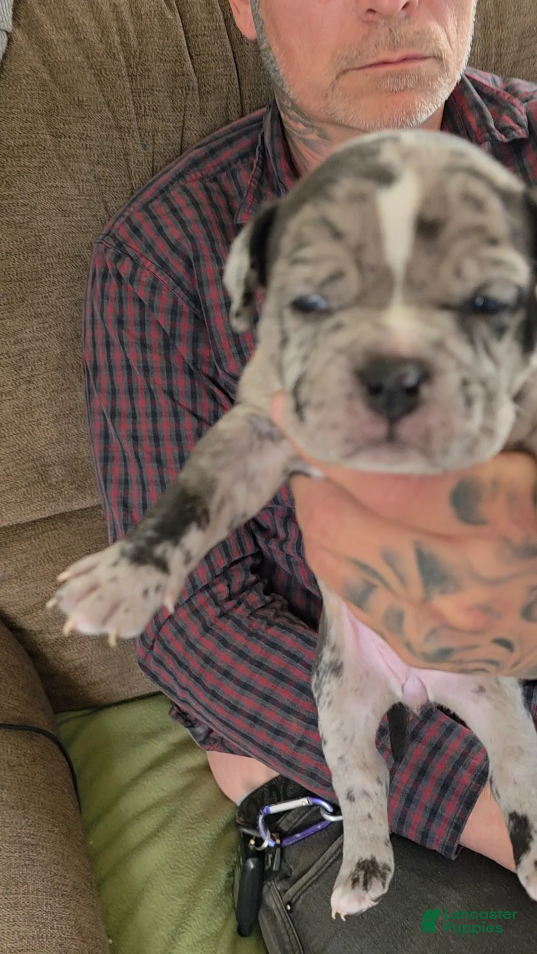 American Bully dogs for sale: Eclipse - Ad 2