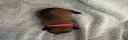 Belgian Malinois dogs for sale: Belgian Malinois 8 - Ad 3
