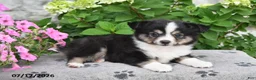 Miniature Australian Shepherd dogs for sale: Blaze - Ad 2