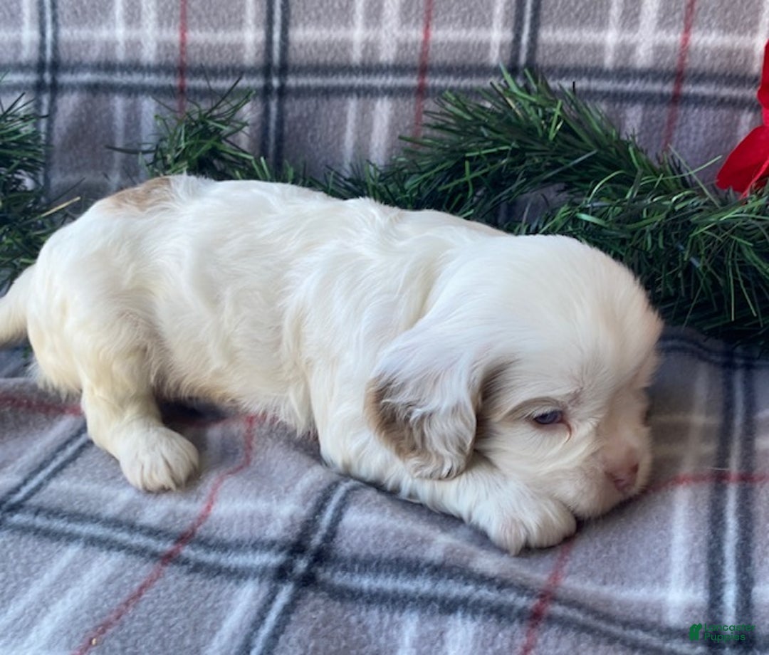 Cavalier King Charles Spaniel dogs for sale: Jingle  - Ad 4