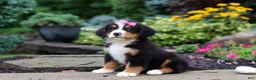 Bernese Mountain Dog dogs for sale: Charlotte - Ad 6
