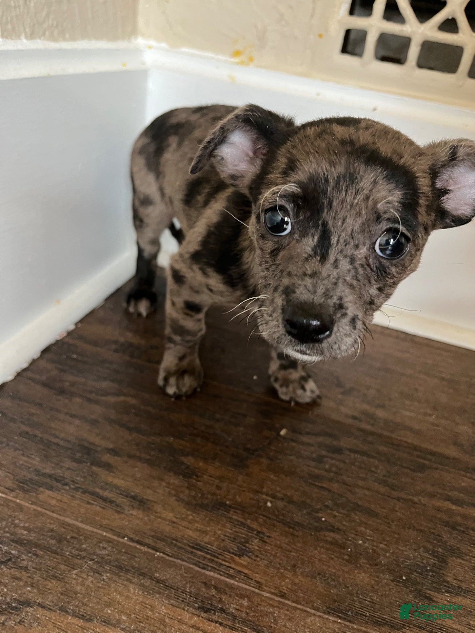 Chihuahua dogs Blue Merle Vivian - Ad 41