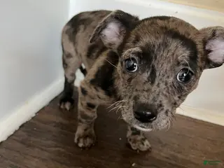 Chihuahua dogs Blue Merle Vivian - Ad 41