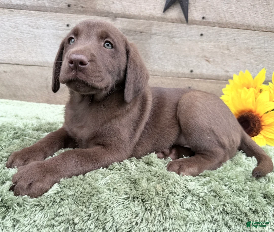 Labrador Retriever dogs for sale: Coco - Ad 2