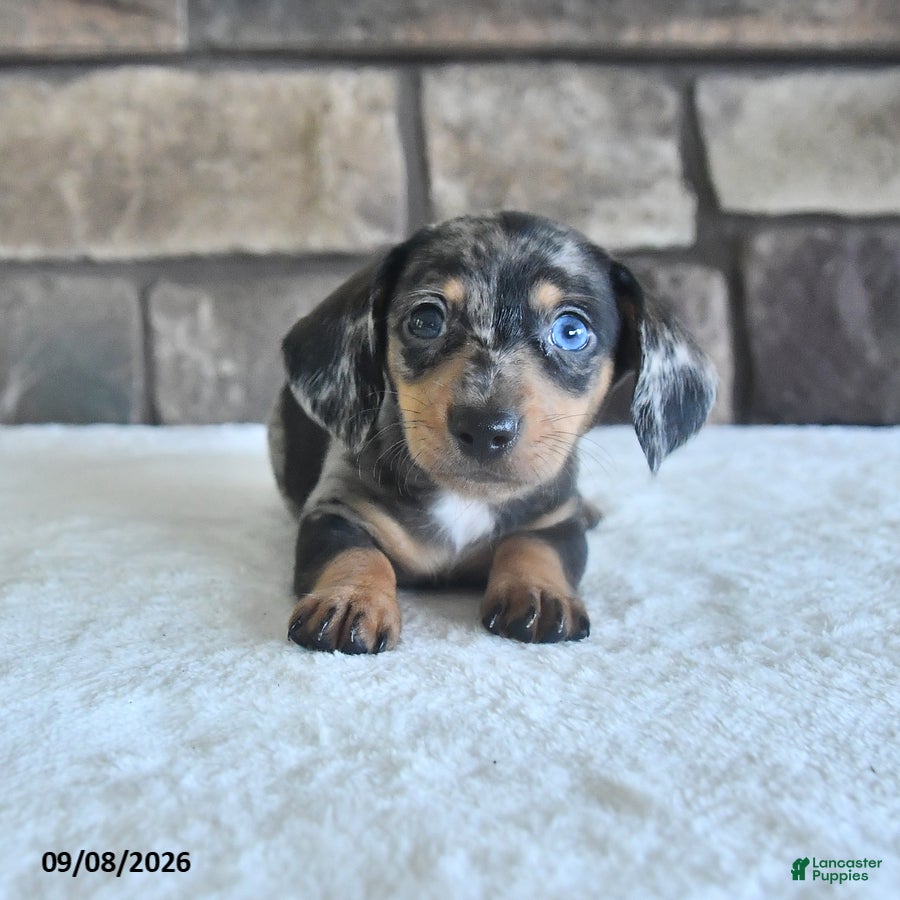 Miniature Dachshund dogs Lance  - Ad 1