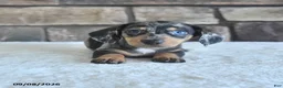 Miniature Dachshund dogs for sale: Lance  - Ad 1