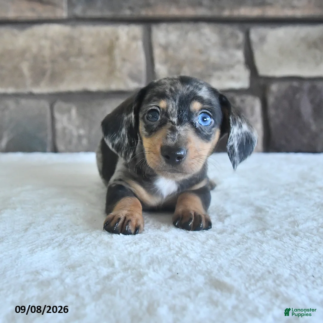 Miniature Dachshund dogs for sale: Lance  - Ad 1