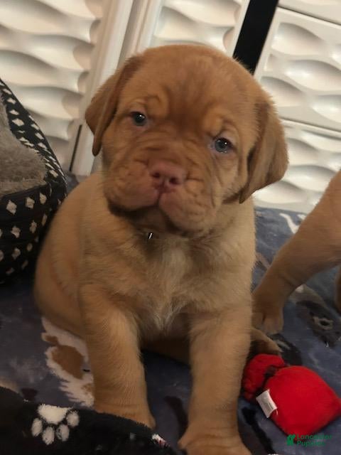Dogue De Bordeaux dogs for sale: Dogue De Bordeaux 3 - Ad 4