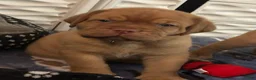 Dogue De Bordeaux dogs for sale: Dogue De Bordeaux 3 - Ad 1