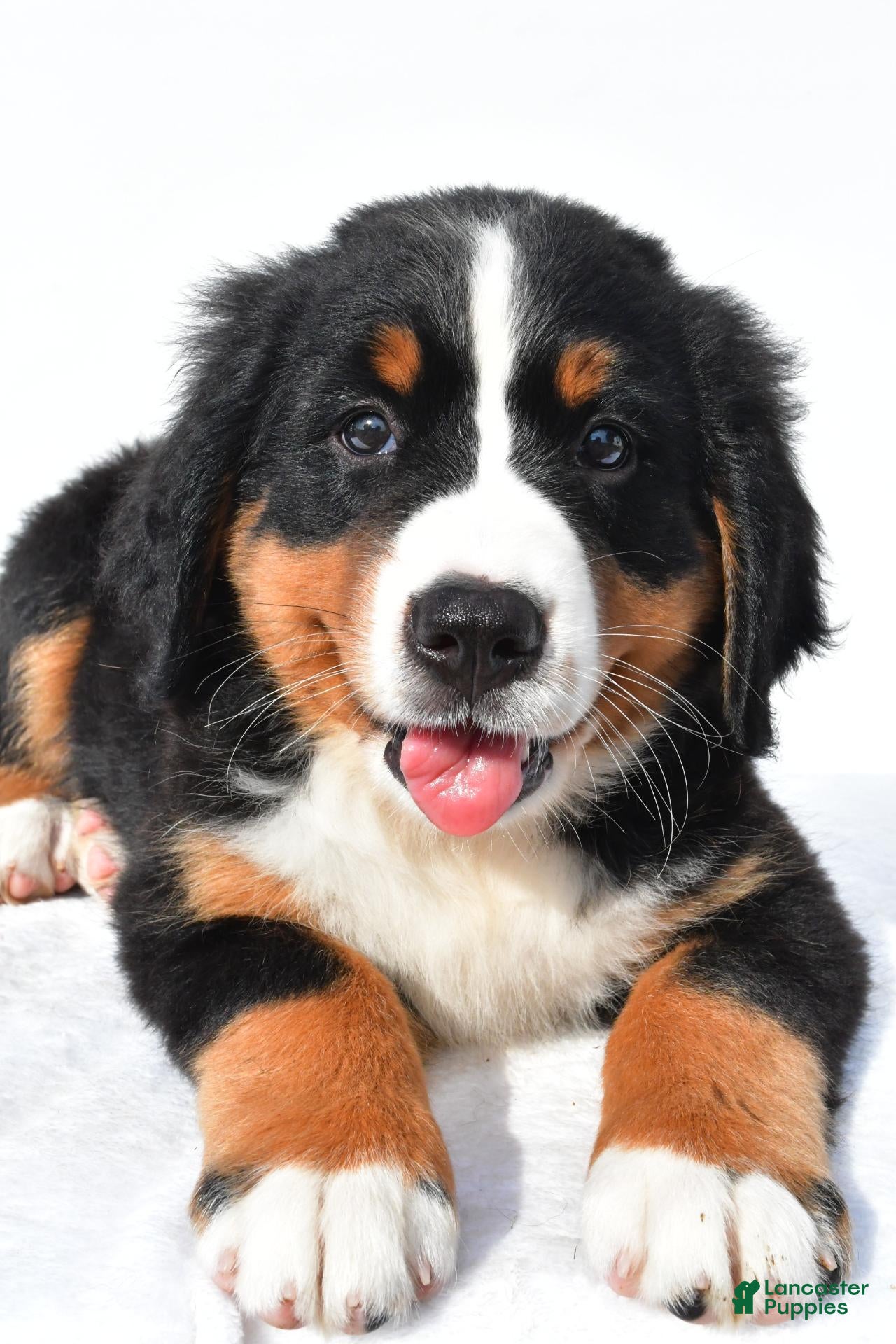 Bernese Mountain Dog dogs Phoebe - Ad 2