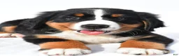 Bernese Mountain Dog dogs for sale: Phoebe - Ad 2