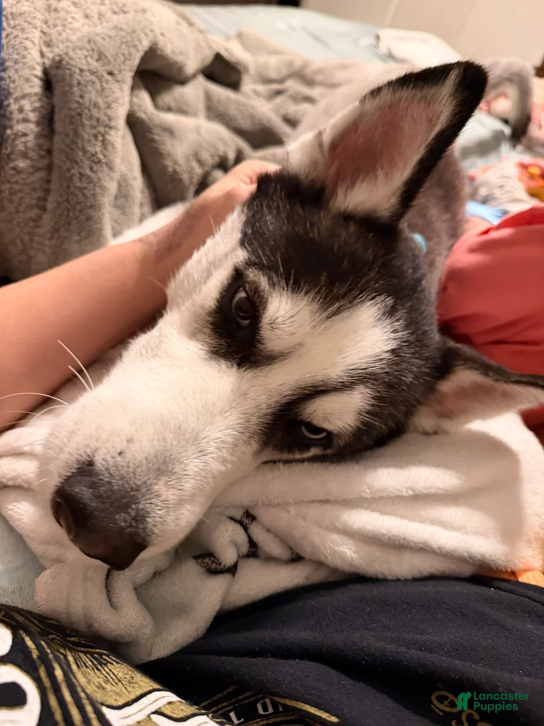 Siberian Husky dogs for sale: Steele - Ad 2
