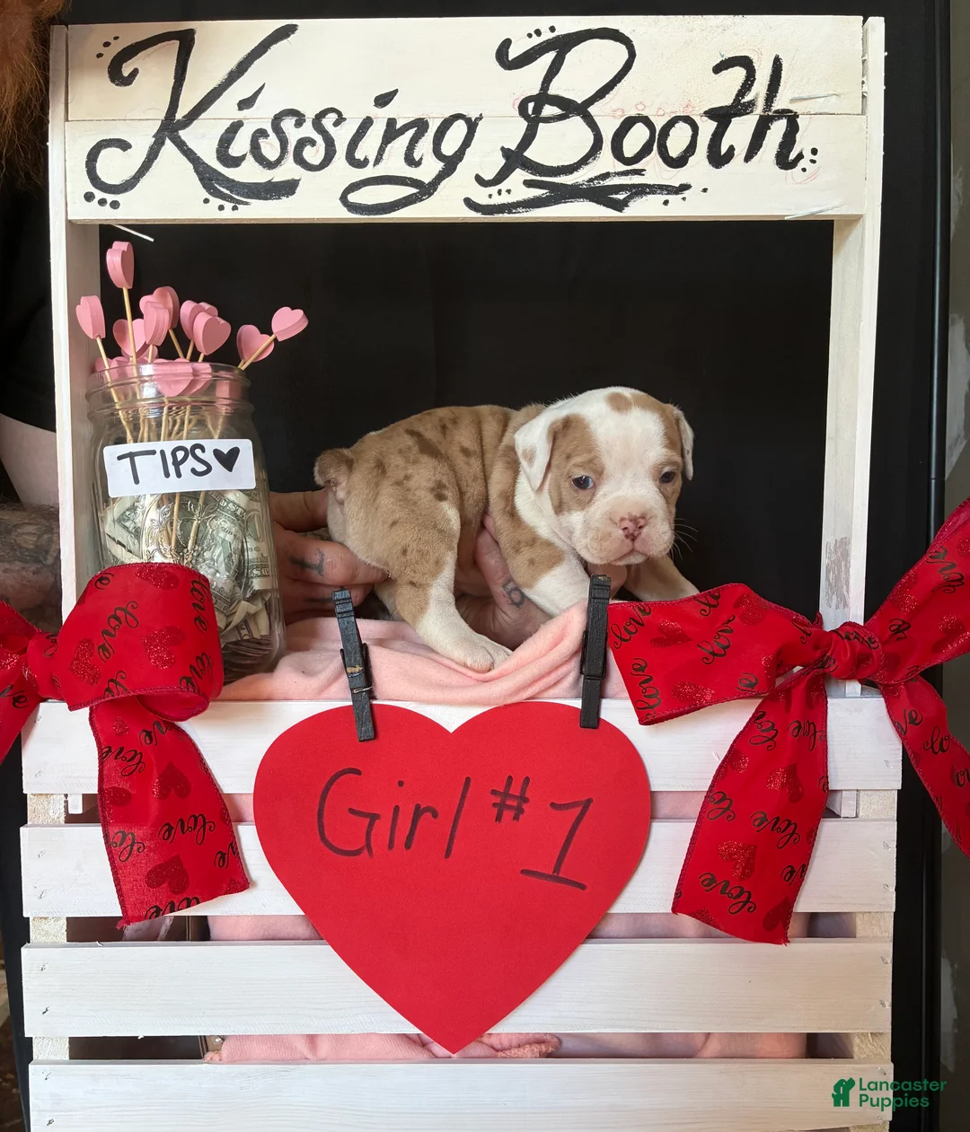 Olde English Bulldogge dogs for sale: Olde English Bulldogge Puppy 7 - Ad 3