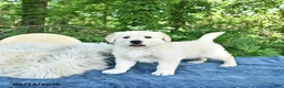 Golden Retriever dogs for sale: Fred - Ad 4