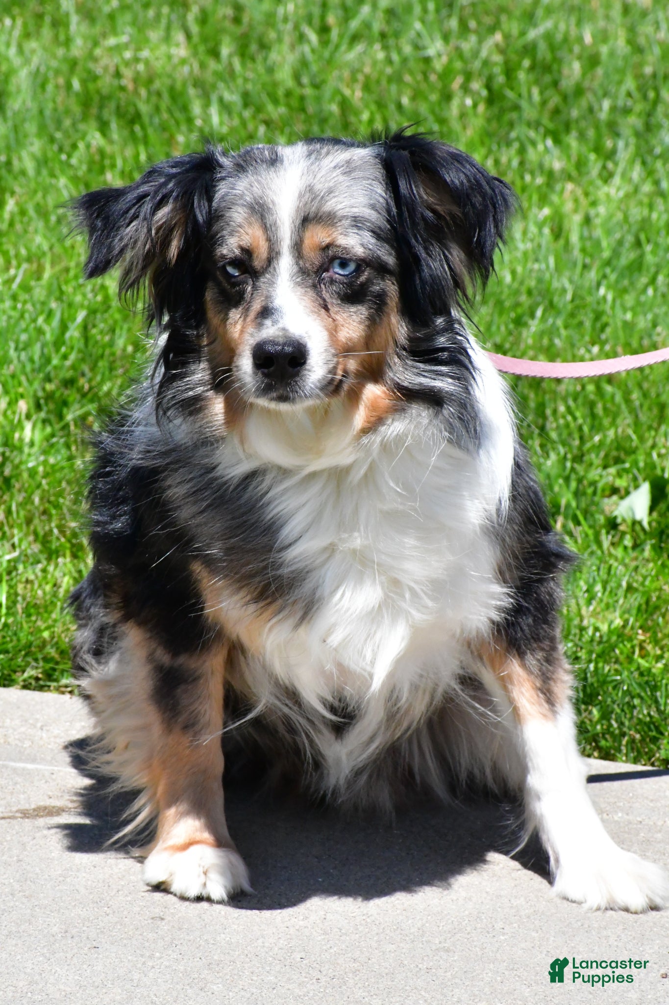 Miniature Australian Shepherd dogs for sale: Bessie - Ad 10