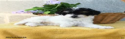 Toy Poodle dogs for sale: Daisy - Ad 5