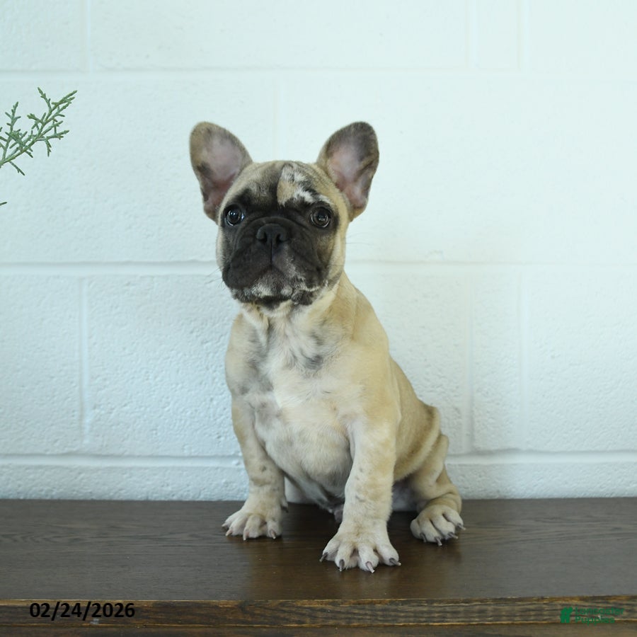 French Bulldog dogs Buckee - Ad 2