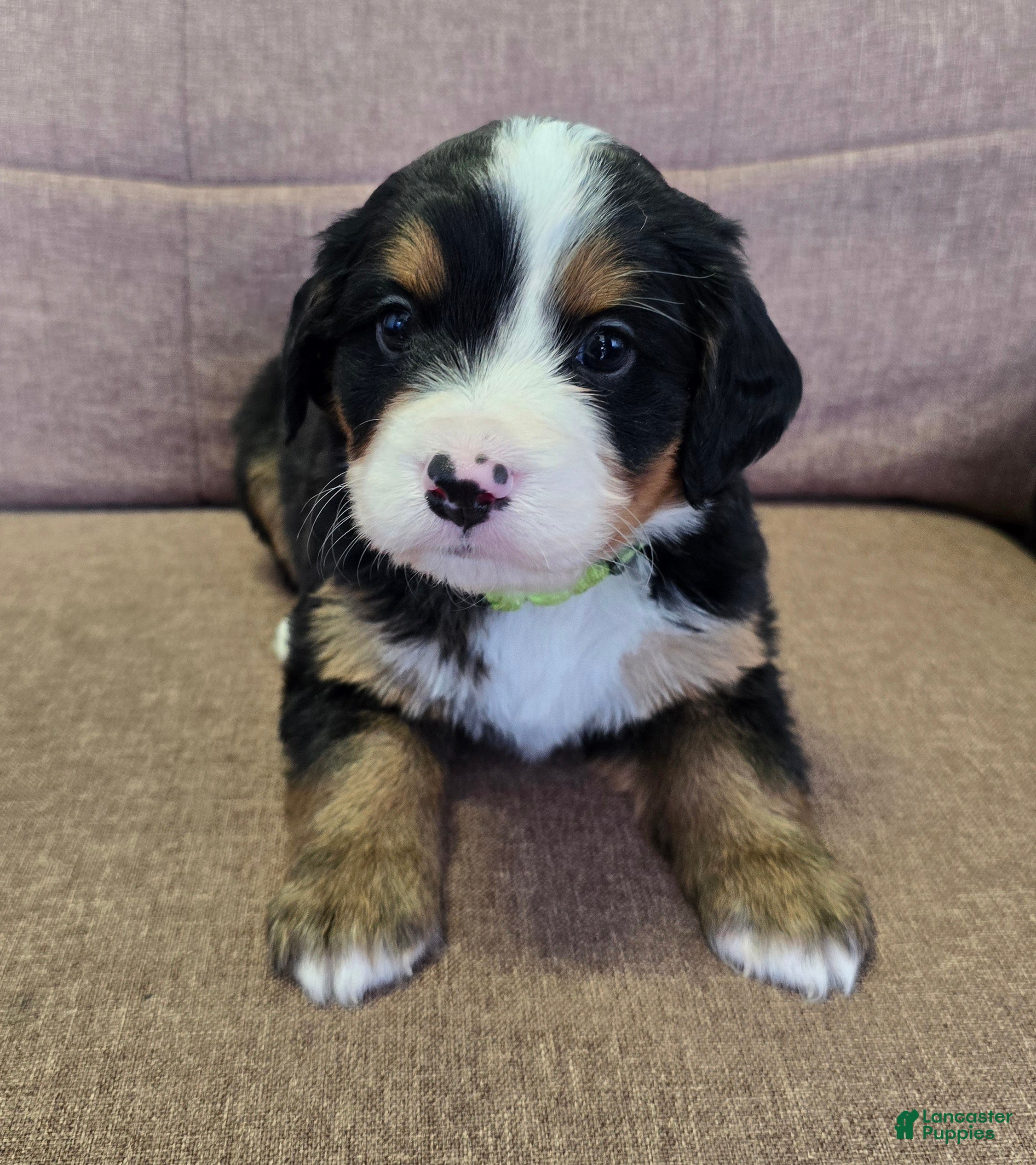 Miniature Bernese Mountain Dog dogs Mojito - Ad 1