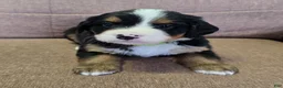 Miniature Bernese Mountain Dog dogs for sale: Tom Collins - Ad 17