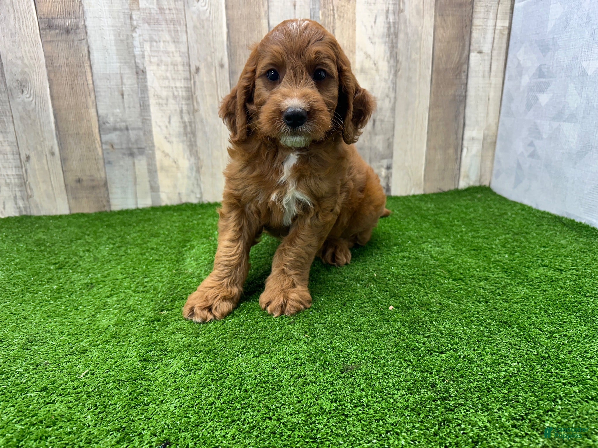 Irish Doodle dogs Max - Ad 2