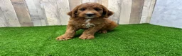 Irish Doodle dogs for sale: Max - Ad 2