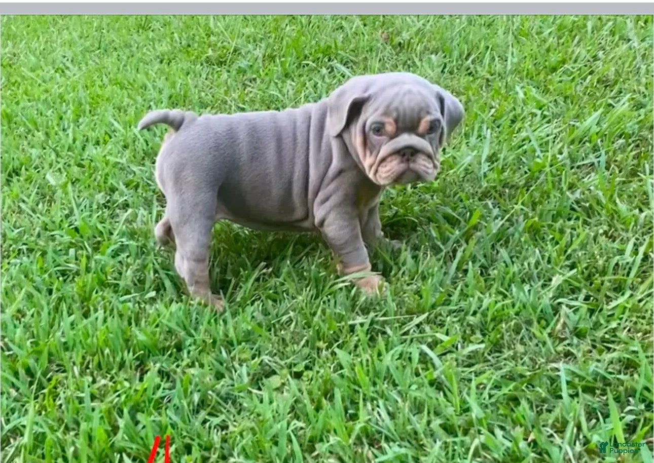 English Bulldog dogs Halle - Ad 6