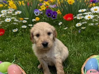 Goldendoodle dogs Goldendoodle Puppy 3 black - Ad 20