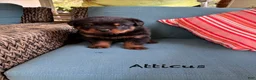Rottweiler dogs for sale: Atticus - Ad 2