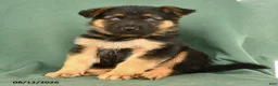 German Shepherd dogs for sale: Gunner - Ad 4