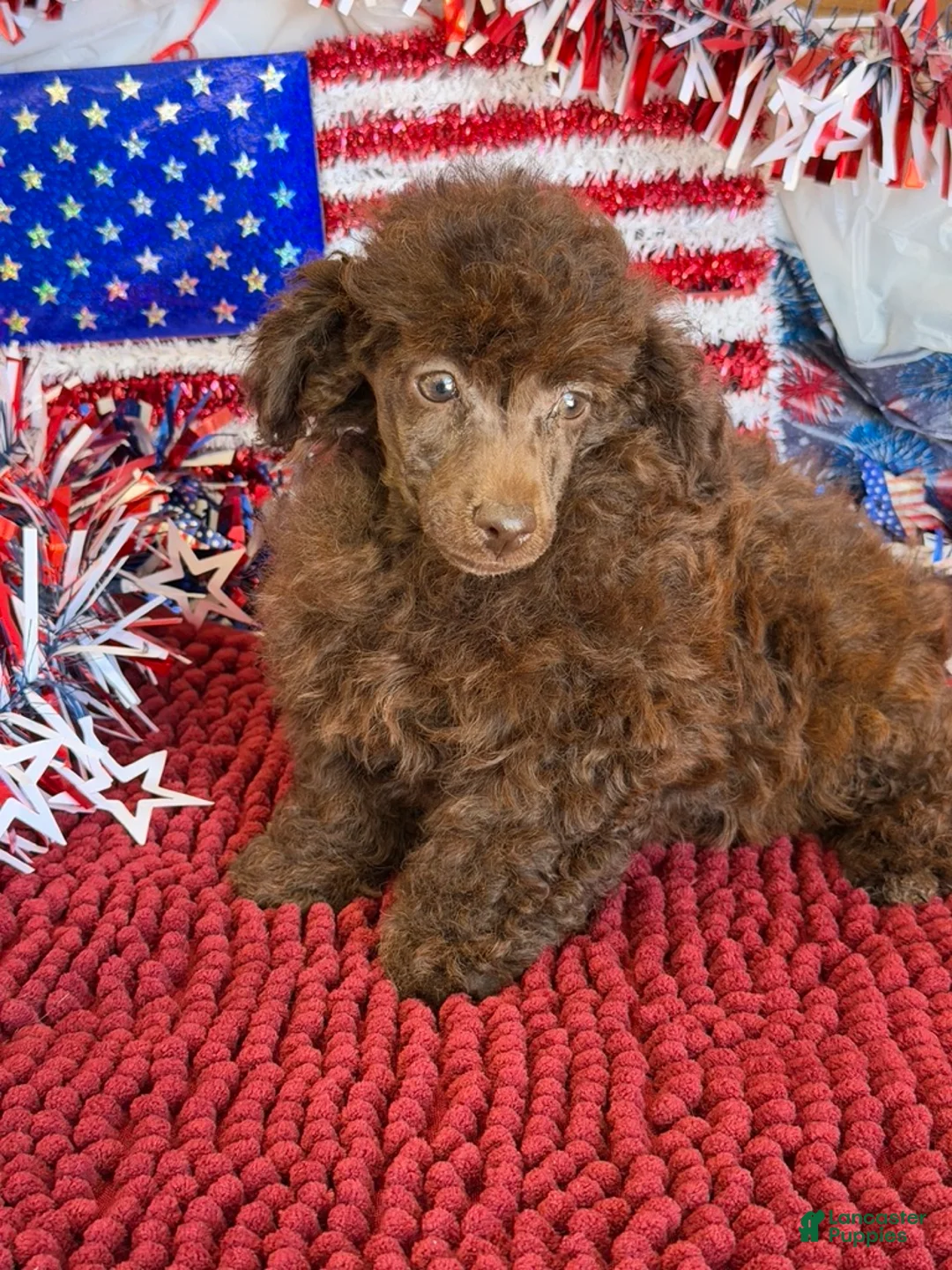 Toy Poodle dogs for sale: Tessa - Ad 2