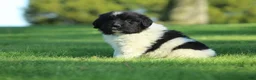 Newfoundland dogs for sale: Charlie  - Ad 1