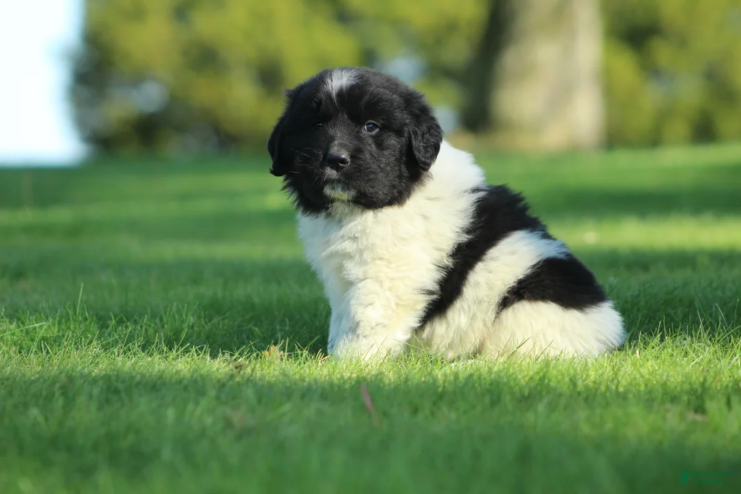 Newfoundland dogs for sale: Charlie  - Ad 1