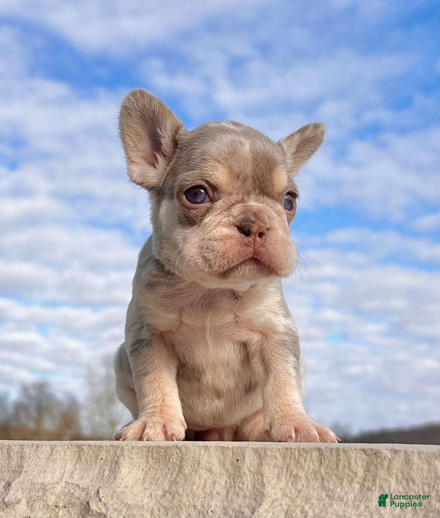 French Bulldog dogs Bliss - Ad 4