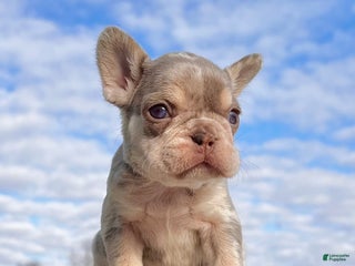 French Bulldog dogs Bliss - Ad 21