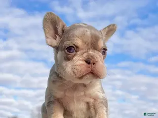 French Bulldog dogs Bliss - Ad 9