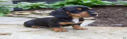 Miniature Dachshund dogs for sale: Grady - Ad 2