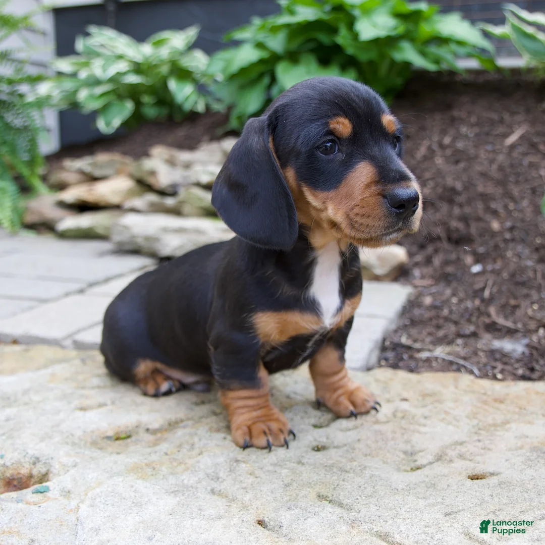 Miniature Dachshund dogs for sale: Grady - Ad 2