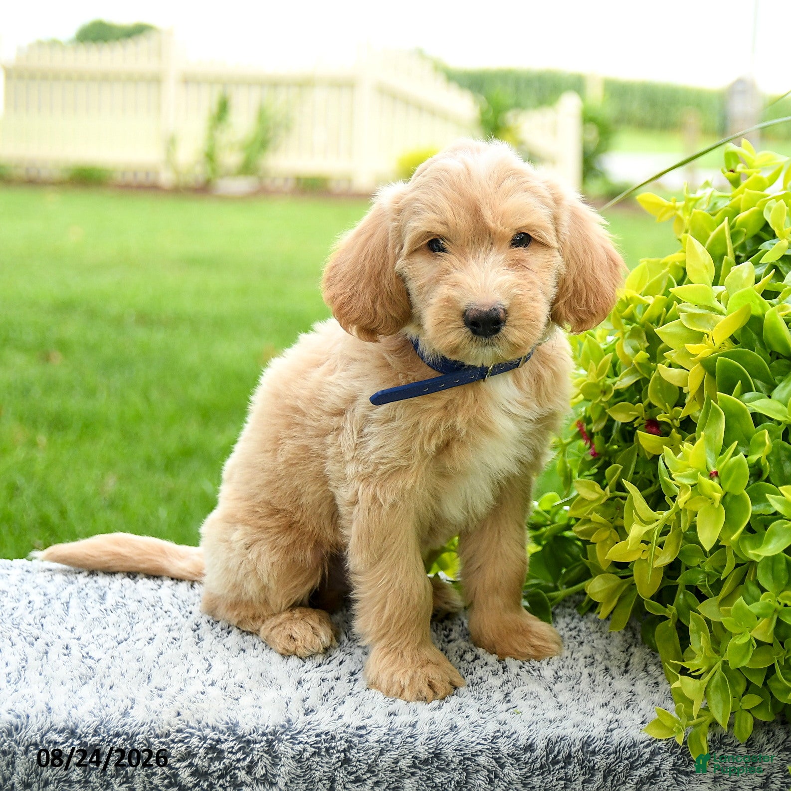 Mini Goldendoodle dogs Hudson - Ad 2