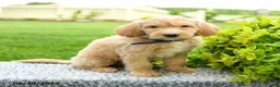 Mini Goldendoodle dogs for sale: Hudson - Ad 2