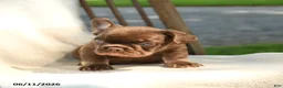 French Bulldog dogs for sale: Reese - Ad 3