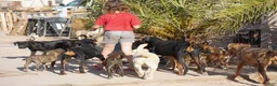 Mixed Breed dogs for sale: Toes M Lorek - Ad 3