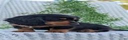 Miniature Dachshund dogs for sale: Riley - Ad 65