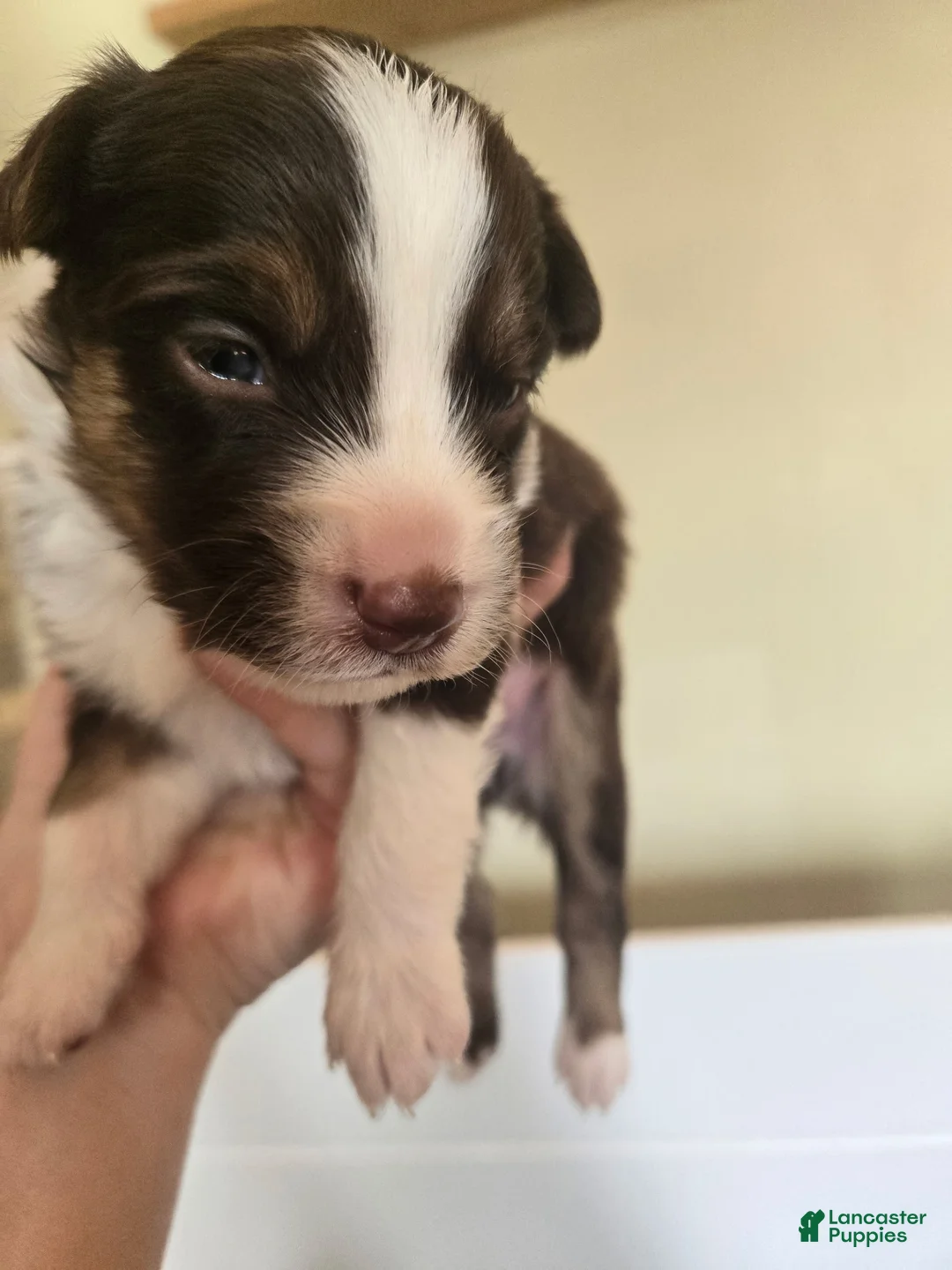 Australian Shepherd dogs for sale: Australian Shepherd Puppy 3 - Ad 1