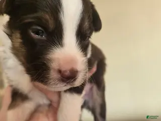 Australian Shepherd dogs for sale: Australian Shepherd Puppy 3 - Ad 4