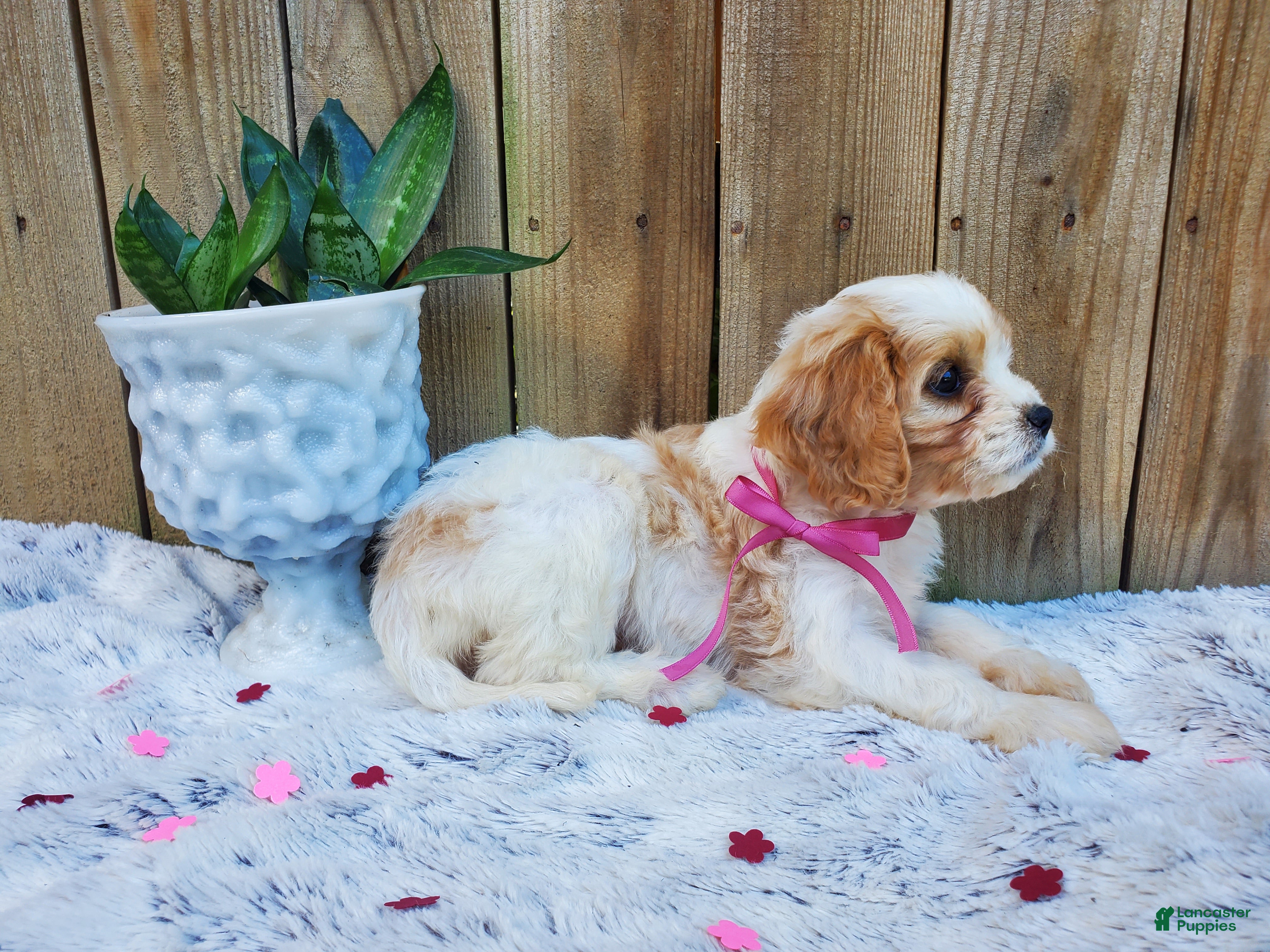 Cavachon dogs for sale: Blossom - Ad 1