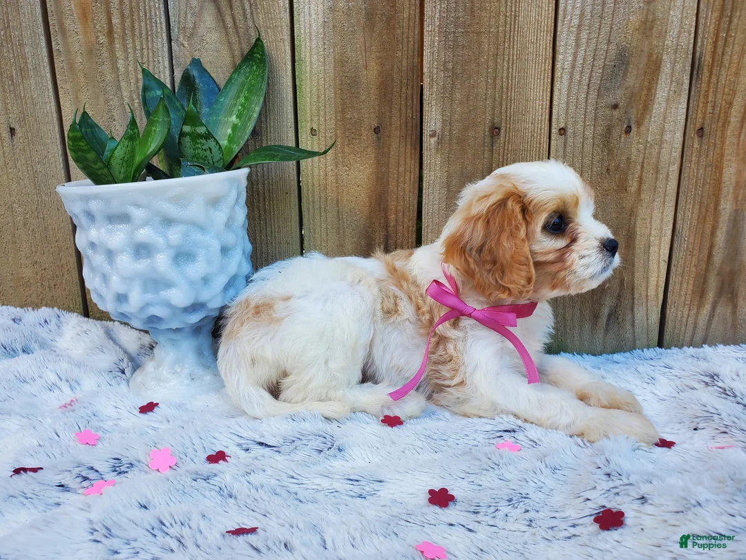 Cavachon dogs for sale: Blossom - Ad 1