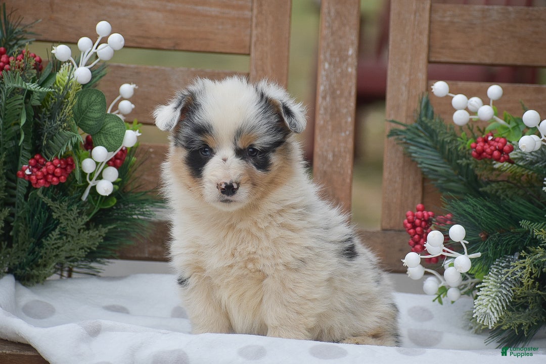 Welsh Corgi Pembroke dogs for sale: Madeline - Ad 5