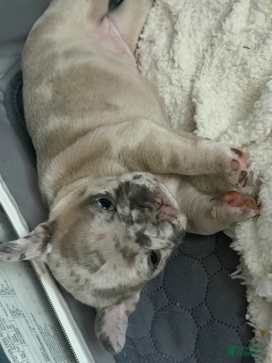 French Bulldog dogs for sale: French Bulldog Puppy 2 - Ad 3